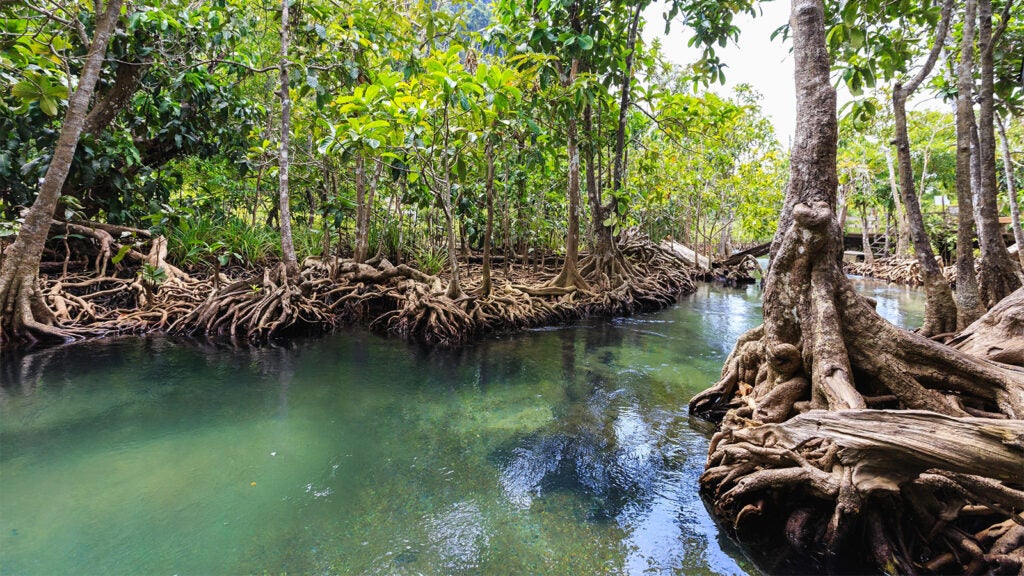 Picture of old trees above a lazy creek/river body of water