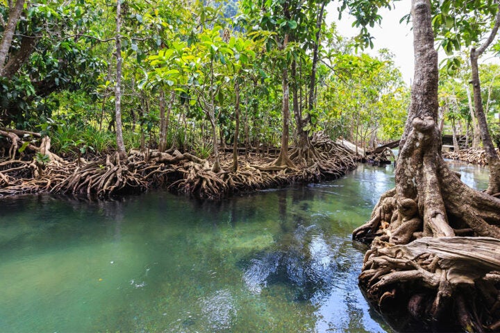 Picture of old trees above a lazy creek/river body of water